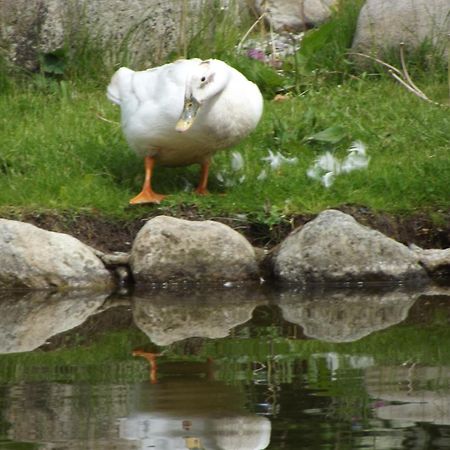 Cosy Ground Floor Disabled Friendly Room In Farm House Llandderfel المظهر الخارجي الصورة
